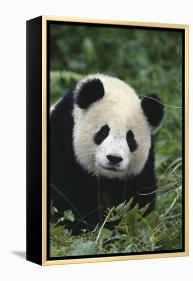 Panda in Grass-DLILLC-Framed Premier Image Canvas