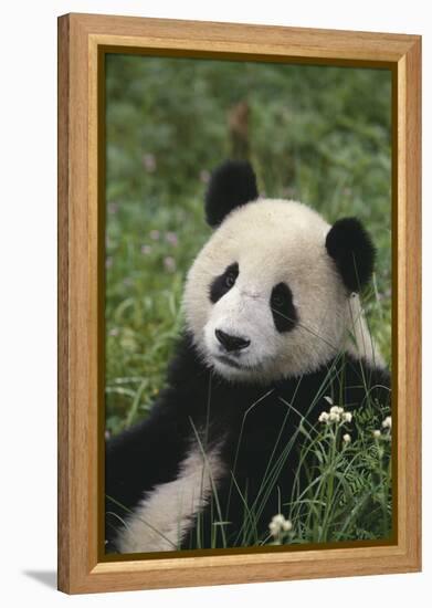 Panda in Grass-DLILLC-Framed Premier Image Canvas