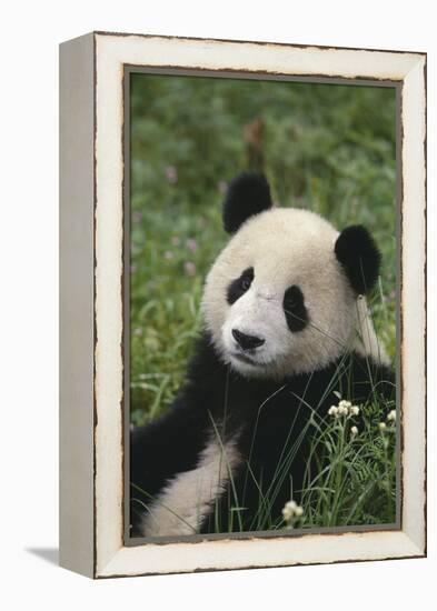 Panda in Grass-DLILLC-Framed Premier Image Canvas