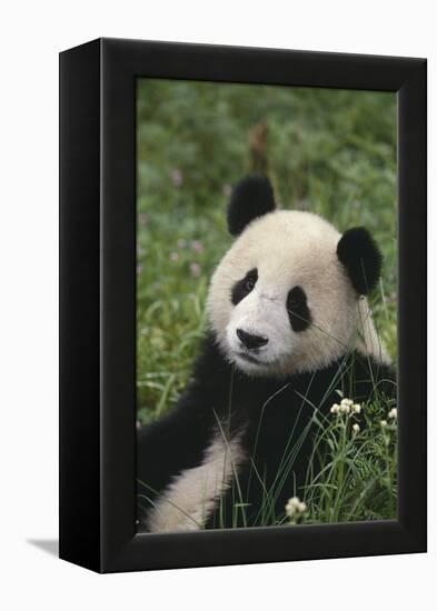 Panda in Grass-DLILLC-Framed Premier Image Canvas