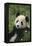 Panda in Grass-DLILLC-Framed Premier Image Canvas