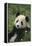 Panda in Grass-DLILLC-Framed Premier Image Canvas