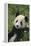 Panda in Grass-DLILLC-Framed Premier Image Canvas