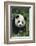 Panda in Grass-DLILLC-Framed Photographic Print