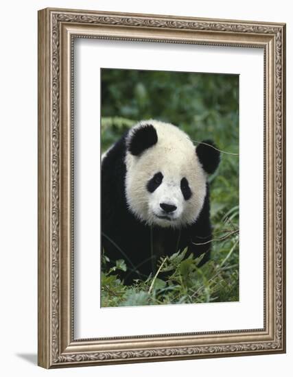 Panda in Grass-DLILLC-Framed Photographic Print