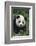 Panda in Grass-DLILLC-Framed Photographic Print