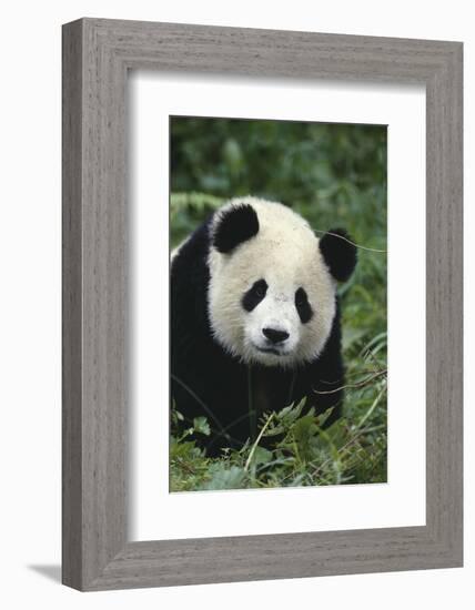 Panda in Grass-DLILLC-Framed Photographic Print