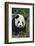 Panda in Grass-DLILLC-Framed Photographic Print