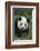 Panda in Grass-DLILLC-Framed Photographic Print