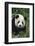 Panda in Grass-DLILLC-Framed Photographic Print