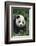 Panda in Grass-DLILLC-Framed Photographic Print