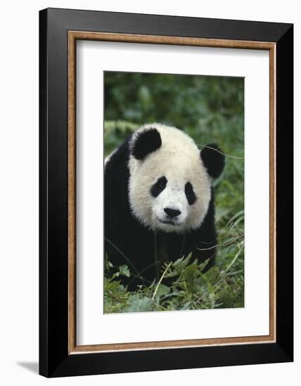 Panda in Grass-DLILLC-Framed Photographic Print