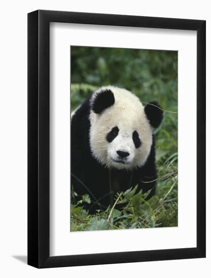 Panda in Grass-DLILLC-Framed Photographic Print