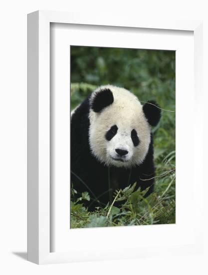 Panda in Grass-DLILLC-Framed Photographic Print