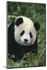 Panda in Grass-DLILLC-Mounted Photographic Print