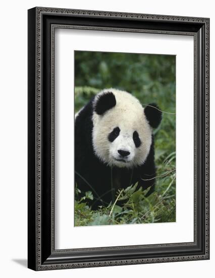 Panda in Grass-DLILLC-Framed Photographic Print