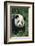 Panda in Grass-DLILLC-Framed Photographic Print