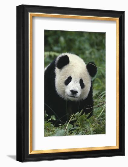 Panda in Grass-DLILLC-Framed Photographic Print