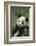 Panda in Grass-DLILLC-Framed Photographic Print