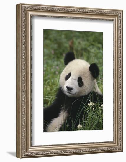 Panda in Grass-DLILLC-Framed Photographic Print