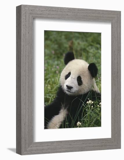 Panda in Grass-DLILLC-Framed Photographic Print