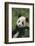 Panda in Grass-DLILLC-Framed Photographic Print