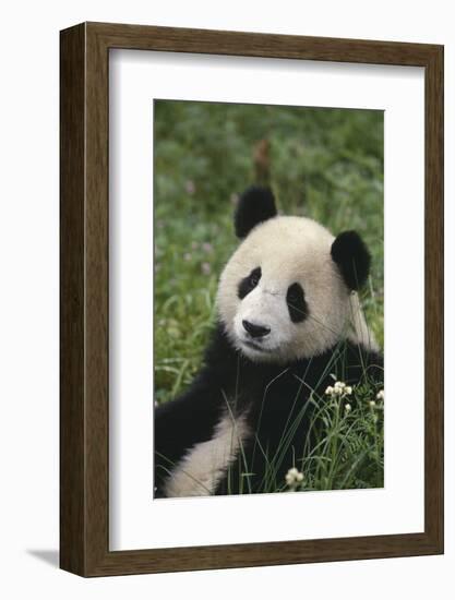 Panda in Grass-DLILLC-Framed Photographic Print