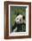 Panda in Grass-DLILLC-Framed Photographic Print