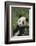 Panda in Grass-DLILLC-Framed Photographic Print