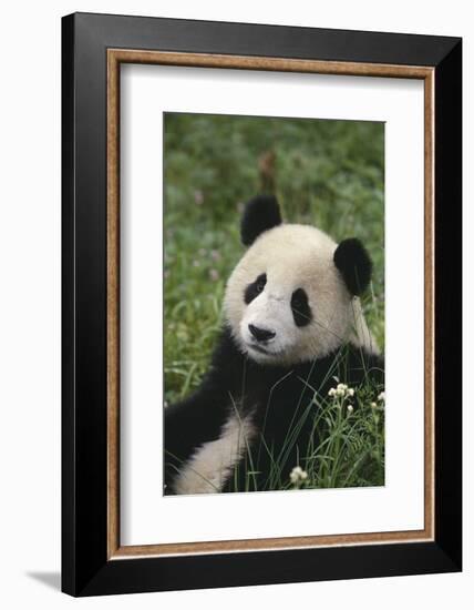 Panda in Grass-DLILLC-Framed Photographic Print