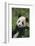 Panda in Grass-DLILLC-Framed Photographic Print