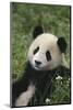 Panda in Grass-DLILLC-Mounted Photographic Print