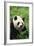 Panda in Grass-DLILLC-Framed Photographic Print