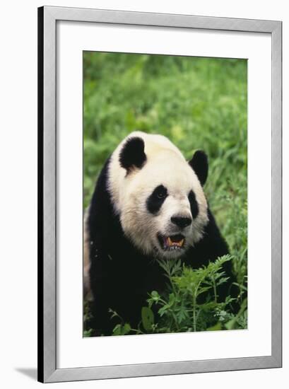 Panda in Grass-DLILLC-Framed Photographic Print