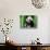 Panda in the Forest, Wolong, Sichuan, China-Keren Su-Photographic Print displayed on a wall