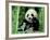 Panda in the Forest, Wolong, Sichuan, China-Keren Su-Framed Photographic Print