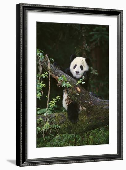 Panda on Fallen Tree-DLILLC-Framed Photographic Print
