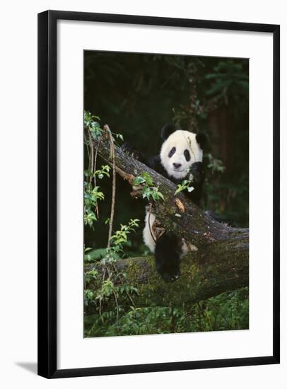 Panda on Fallen Tree-DLILLC-Framed Photographic Print