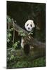 Panda on Fallen Tree-DLILLC-Mounted Photographic Print