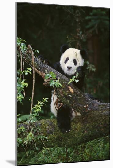 Panda on Fallen Tree-DLILLC-Mounted Photographic Print