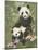 Panda Paradise-William Vanderdasson-Mounted Giclee Print