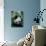 Panda, Wolong, Sichuan, China-Keren Su-Photographic Print displayed on a wall