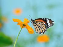 Butterfly (Common Tiger) and Flower in Nature-panda3800-Photographic Print