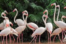 Group of Pink Flamingos-panda3800-Laminated Photographic Print
