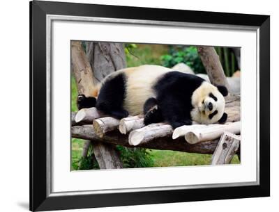 Panda Photographic Print by Oleg Znamenskiy | Art.com