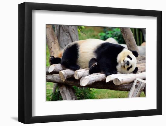 Panda-Oleg Znamenskiy-Framed Photographic Print