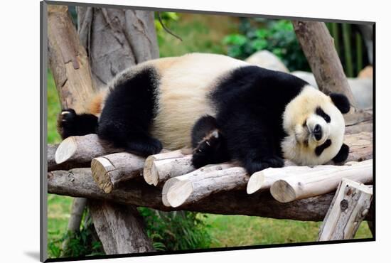 Panda-Oleg Znamenskiy-Mounted Photographic Print