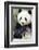 Panda-f8grapher-Framed Photographic Print