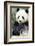 Panda-f8grapher-Framed Photographic Print