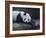 Panda-Rusty Frentner-Framed Giclee Print